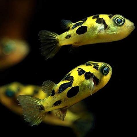 indian pea puffer|indian dwarf pea puffer.